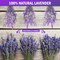 Dried Lavender Bundles 100 Natural Dried Lavender Flowers for Home Decoration, Photo Props, Home Fragrance, 2 Bundles Pack